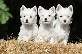 WESTIE 116